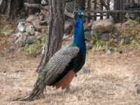 /album/foto-zhivotnyj-mir/izobrazhenie-117-jpg/